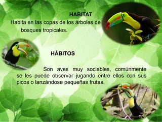 HABITAT
Habita en las copas de los árboles de
bosques tropicales.
HÁBITOS
Son aves muy sociables, comúnmente
se les puede observar jugando entre ellos con sus
picos o lanzándose pequeñas frutas.
 