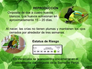 REPRODUCCIÓN
Oviposita de dos a cuatro huevos
blancos. Los huevos eclosionan en
aproximadamente 15 – 20 días.
Al nacer, las crías no tienen plumas y mantienen los ojos
cerrados por alrededor de tres semanas.
Estatus de Riesgo
En Venezuela se le encuentra únicamente en el
piedemonte del noroeste de la Sierra de Perijá
 