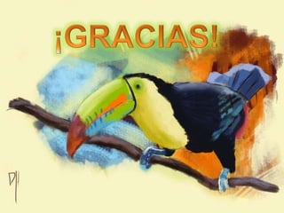 el tucan