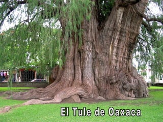 El Tule de Oaxaca 