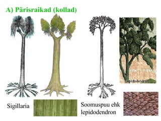 A) Pärisraikad (kollad ) Sigillaria   Soomuspuu ehk lepidodendron   