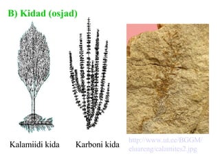 B) Kidad (osjad) Kalamiidi  kida   Karboni kida   http://www. ut . ee /BGGM/ eluareng /calamites2. jpg   