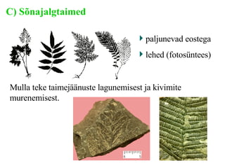 C) Sõnajalgtaimed paljunevad eostega lehed (fotosüntees) Mulla teke taimejäänuste lagunemisest ja kivimite murenemisest. 