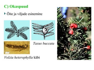 C ) Okaspuud   Õite ja viljade esinemine Taxus buccata   Volzia heterophylla   käbi 