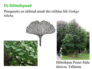 D ) Hõlmikpuud Praeguseks on säilinud ainult üks reliktne liik  Ginkgo biloba . Hõlmikpuu Peeter Süda tänavas, Tallinnas   