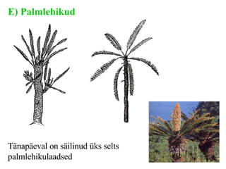 E ) Palmlehikud T änapäeval on säilinud üks selts palmlehikulaadsed 
