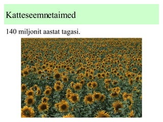 Katteseemnetaimed 1 40  miljonit aastat tagasi . 