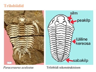 Trilobiidid Paraceraurus aculeatus   Trilobiidi rekonstruktsioon  