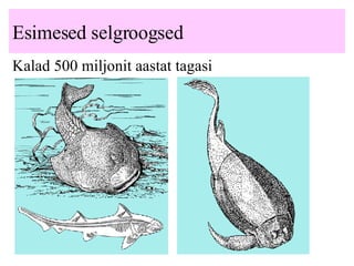 Esimesed selgroogsed Kalad 500 miljonit aastat tagasi 