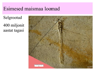 Esimesed maismaa loomad Selgrootud 400 miljonit aastat tagasi 