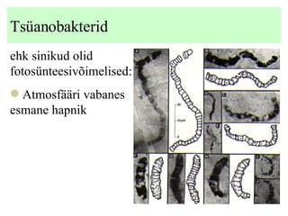 Tsüanobakterid ehk sinikud olid fotosünteesivõimelised: Atmosfääri vabanes esmane hapnik 