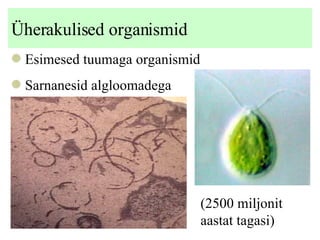 Üherakulised organismid Esimesed tuumaga organismid Sarnanesid algloomadega (2500 miljonit aastat tagasi) 