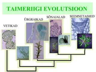 T AIMERIIGI EVOLUTSIOON   VETIKAD SÕNAJALAD SEEMNETAIMED ÜRGRAIKAD 