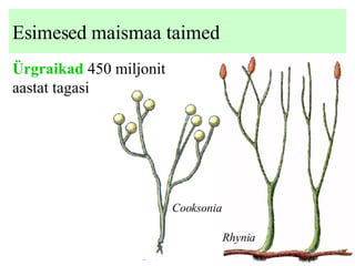 Esimesed maismaa taimed Ürgraikad  450  miljonit aastat tagasi  Cooksonia Rhynia 