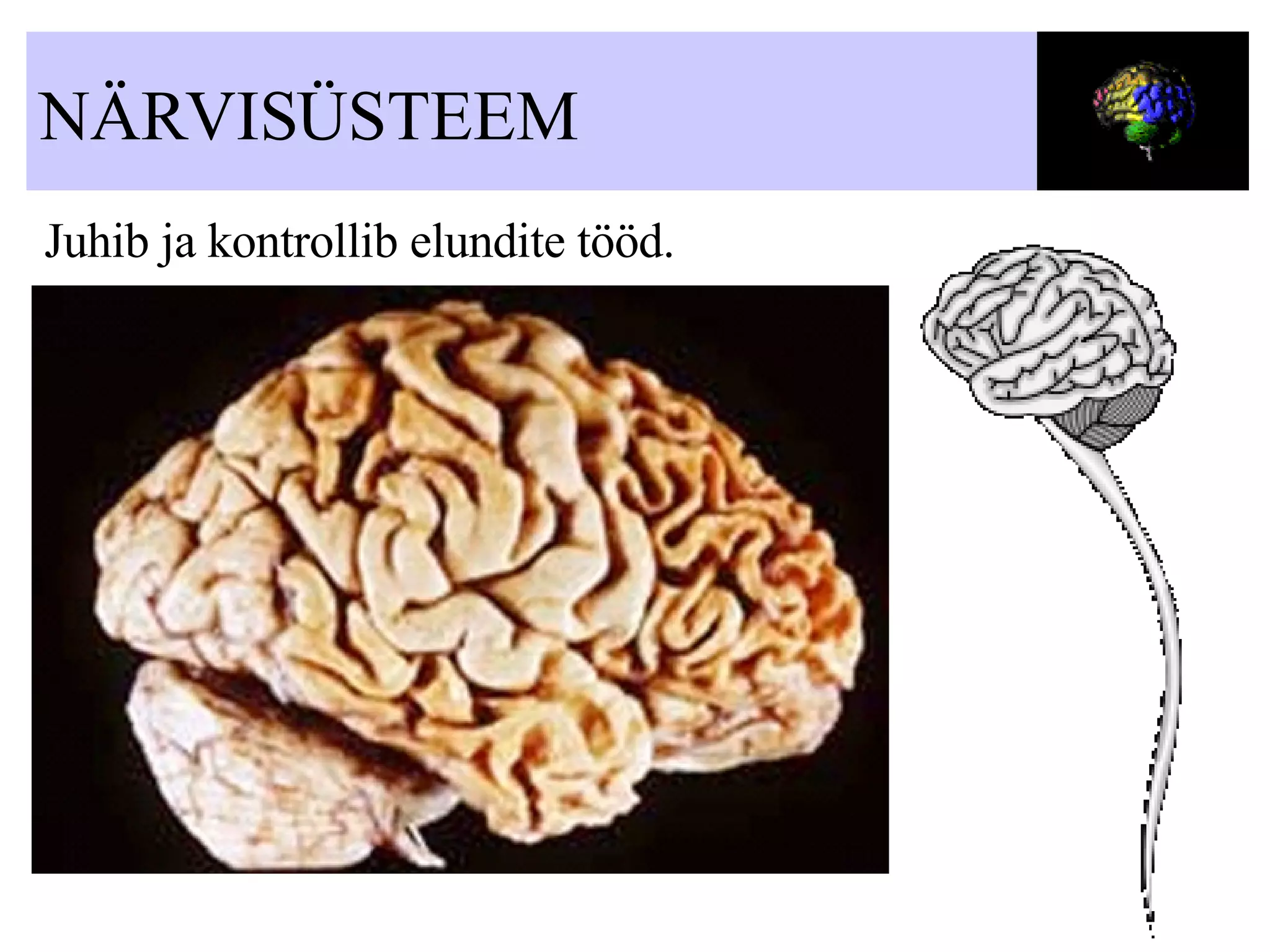 NÄRVISÜSTEEM Juhib ja kontrollib elundite tööd. 