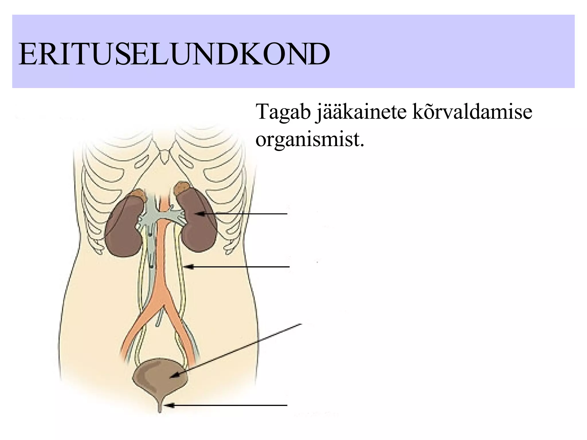 ERITUSELUNDKOND Tagab jääkainete kõrvaldamise organismist. 