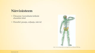 Närvisüsteem
▪ Ülesanne: korraldada kõikide
elundide tööd
▪ Elundid: peaaju, seljaaju, närvid
Mari Kauber 2015
http://www.invitingwellness.com/images/Nervous%20System%20011.jpg
 