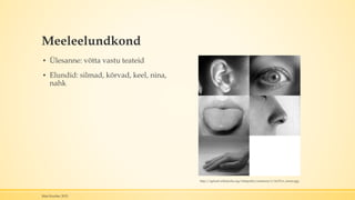 Meeleelundkond
▪ Ülesanne: võtta vastu teateid
▪ Elundid: silmad, kõrvad, keel, nina,
nahk
Mari Kauber 2015
http://upload.wikimedia.org/wikipedia/commons/1/14/Five_senses.jpg
 