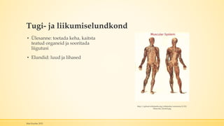 Tugi- ja liikumiselundkond
▪ Ülesanne: toetada keha, kaitsta
teatud organeid ja sooritada
liigutusi
▪ Elundid: luud ja lihased
Mari Kauber 2015
http://upload.wikimedia.org/wikipedia/commons/5/55/
Muscular_System.jpg
 