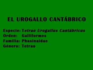 EL UROGALLO CANTÁBRICO Especie: T etrao Urogallus Cantábricus Orden: Galliformes Familia: Phasinaidae Género: Tetrao 