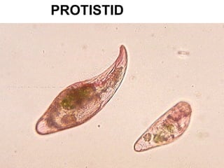 PROTISTID 