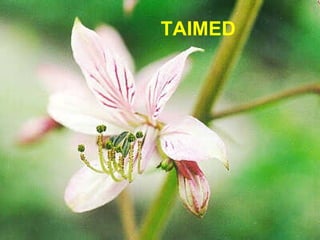 TAIMED 