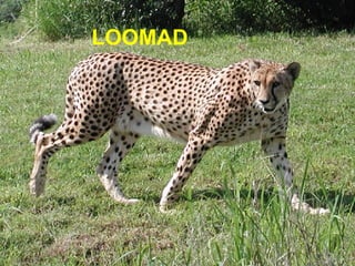 LOOMAD 