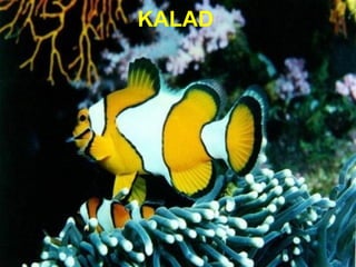 KALAD 