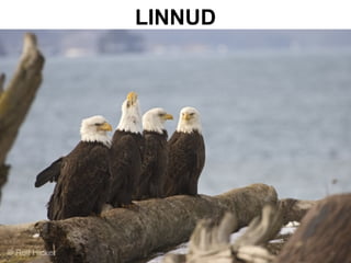 LINNUD 