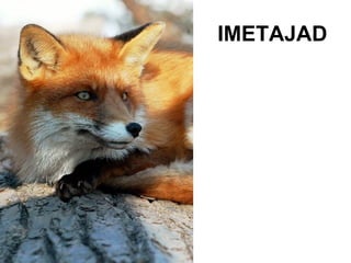 IMETAJAD 