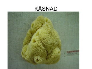 KÄSNAD 