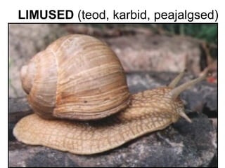 LIMUSED  (teod, karbid, peajalgsed) 