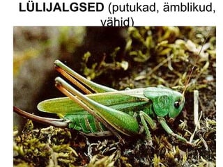 LÜLIJALGSED  (putukad, ämblikud, vähid) 