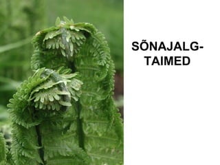 SÕNAJALG-TAIMED 