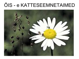 ÕIS - e KATTESEEMNETAIMED 