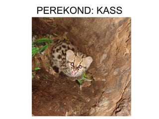 PEREKOND: KASS 