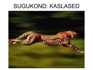 SUGUKOND: KASLASED 