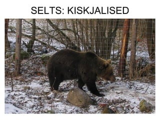 SELTS: KISKJALISED 