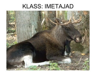 KLASS: IMETAJAD 