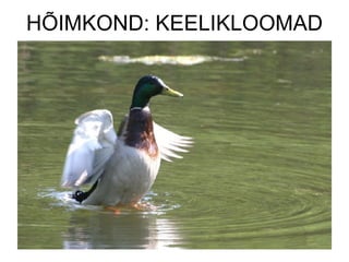 HÕIMKOND: KEELIKLOOMAD 