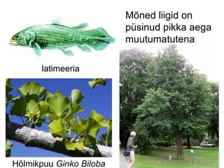Mõned liigid on püsinud pikka aega muutumatutena latimeeria Hõlmikpuu  Ginko Biloba 