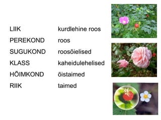 LIIK kurdlehine roos PEREKOND roos SUGUKOND roosõielised KLASS kaheidulehelised HÕIMKOND õistaimed RIIK taimed 