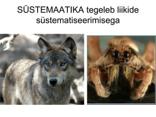 SÜSTEMAATIKA tegeleb liikide süstematiseerimisega 