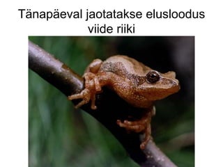 Tänapäeval jaotatakse elusloodus viide riiki 
