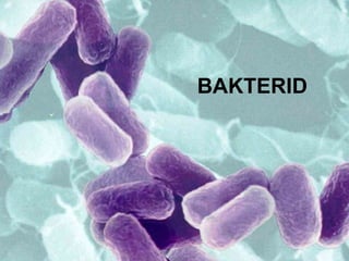 BAKTERID 