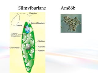 Silm viburlane  öö 