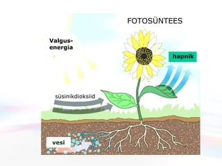 FOTOSÜNTEES hapnik süsinikdioksiid vesi Valgus- energia 