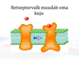 Retseptorvalk muudab oma kuju  
