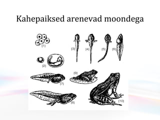 Kahepaiksed arenevad moondega 