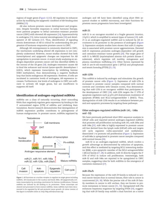 regions of target genes (Figure 1) [12]. AR regulates its enhancer
action by modifying the epigenetic condition of AR-binding sites
(ARBSs) [13].
AR also induces prostate cancer development and progres-
sion. Despite favorable responses to initial hormone therapy,
most patients progress to lethal castration-resistant prostate
cancer (CRPC) with elevated AR expression [14], hypersensitivity
to androgens [15], intra-tumoral steroidogenesis [16] and devel-
opment of AR variants [17]. Thus, identification of signaling
events downstream of AR is critical for understanding the pro-
gression of hormone-responsive prostate cancer to CRPC.
Although AR overexpression is commonly observed in CRPC,
the mechanism underlying altered AR expression is not com-
pletely understood. However, recent studies showed that both
transcriptional and epigenetic changes are important for AR
upregulation in prostate cancer. A recent study analyzing an an-
drogen-dependent prostate cancer cell line identified ARBSs in
the introns of the AR gene [18]. Androgen treatment causes AR
to bind the enhancer and recruit lysine-specific demethylase 1
(LSD1), which represses transcription by inhibiting histone
H3K4 methylation, thus demonstrating a negative feedback
loop that limits endogenous AR expression. However, if cells are
incubated in castration levels of androgens, AR expression in-
creases. Furthermore, low levels of androgens in CRPC are suffi-
cient to activate AR target genes, but are insufficient to
suppress AR itself.
Identification of androgen-regulated mIRNAs
miRNAs are a class of naturally occurring, short noncoding
RNAs that negatively regulate gene expression by binding to the
30
untranslated region (UTR) of mRNAs and inhibiting their
translation. Recent research demonstrates that dysregulation of
miRNA expression profiles contributes to pathogenesis of
human malignancies. In prostate cancer, miRNAs regulated by
androgen and AR have been identified using short RNA se-
quence studies or miRNA microarray, and their functions for
prostate cancer progression have been investigated.
miR-21
miR-21 is an oncogene encoded at a fragile genomic location,
17q23.2, which is amplified in several types of tumors [19]. miR-
21 is an androgen-regulated miRNA and is induced by AR re-
cruitment to its promoter in the presence of androgens (Figure
1). Expression analysis studies have shown that miR-21 expres-
sion is associated with prostate cancer aggressiveness. Elevated
miR-21 expression promotes androgen-dependent cell growth
and castration-resistant tumor growth [20]. The target gene of
miR-21 is MRCKS (myristoylated alanine rich protein kinase C
substrate), which regulates cell motility, mitogenesis and
plasma membrane trafficking [21]. Other factors repressed by
miR-21 are B-cell translocation gene 2 (BTG2) and phosphatase
and tensin homolog (PTEN) [22, 23].
miR-125b
This miRNA is induced by androgen and stimulates the growth
of prostate cancer cells (Figure 1). Expression of miR-125b is
increased in prostate cancer samples compared with normal
controls and correlates with Gleason scores, thus demonstrat-
ing that miR-125b is an oncogenic miRNA that participates in
the development of CRPC [24]. miR-125b targets the 30
UTR of
apoptosis regulators such as p53, p53 downstream modulator of
apoptosis (PUMA) and BCL2-antagonist/killer 1 (BAK1). Thus,
dysregulation of miR-125b results in an imbalance between pro-
and anti-apoptotic processes by targeting these pathways.
Other androgen-regulated miRNAs (miR-141, -148a
and -32)
We have previously performed short RNA sequence analysis in
LNCaP cells and reported several androgen-regulated miRNAs
that promote cell proliferation including miR-141, miR-200a and
miR-148a [25]. miR-148a is highly expressed in prostate cancer
cell line derived from the lymph node (LNCaP) cells and targets
cell cycle regulator cullin-associated and neddylation-
dissociated 1 to promote cell proliferation (Figure 1). Expression
of miR148a is upregulated in prostate cancer samples compared
with normal tissues [26].
miR-32 is an androgen-regulated miRNA, which confers a
growth advantage as demonstrated by reduction of apoptosis,
and this effect is mediated by targeting BCL2 interacting media-
tor (BIM), a pro-apoptotic member of the BCL2-antagonist/killer
1 (BCL2) family [27, 28]. In addition, miR-32 directly targets the 30
UTR of BTG2 to induce cell proliferation. Interestingly, both
miR-32 and miR-148a are reported to be upregulated in CRPC
samples, suggesting roles for both miRNAs in the emergence of
castration resistance [27].
miR-29a/b
Because the expression of the miR-29 family is reduced in sev-
eral cancer tissues than in normal tissues, their role in cancer is
controversial [29, 30]. While the precise role of the miR-29 fam-
ily members in cancer is still unclear, they are known to pro-
mote metastasis in breast cancer [31, 32]. Upregulated miR-29a
enhances hepatoma migration by targeting PTEN [33], suggest-
ing that miR-29 family may exhibit a dual function as a tumor
Testosterone
ARE
AR
Activation of transcriptionNuclear
translocation
Pri-miRNA
Androgen responsive element
Mature miRNAs
Processing
miR-21, miR-141, miR-148a
miR-32, miR-125b, miR-29a/b
Cell membrane
DHT
Anti-
apoptosis
Anti-
apoptosis
Epigenetic
regulation
Epigenetic
regulation
Cell cycleCell cycle
Cell
invasion
Cell
invasion
Figure 1. AR functions as a nuclear receptor to regulate its target genes including
miRNAs. AR translocates to the nucleus and binds AREs. AR epigenetically acti-
vates transcription by recruiting coactivators for histone modiﬁcations. Primary
miRNAs are induced by AR binding to its promoters. These transcripts are
cleaved and processed to form mature miRNAs. Some miRNAs have been docu-
mented to be regulated by AR and promote tumor growth. (A colour version of
this ﬁgure is available online at: http://bfg.oxfordjournals.org)
258 | Takayama and Inoue
Downloadedfromhttps://academic.oup.com/bfg/article-abstract/15/3/257/1742432bygueston10March2020
 